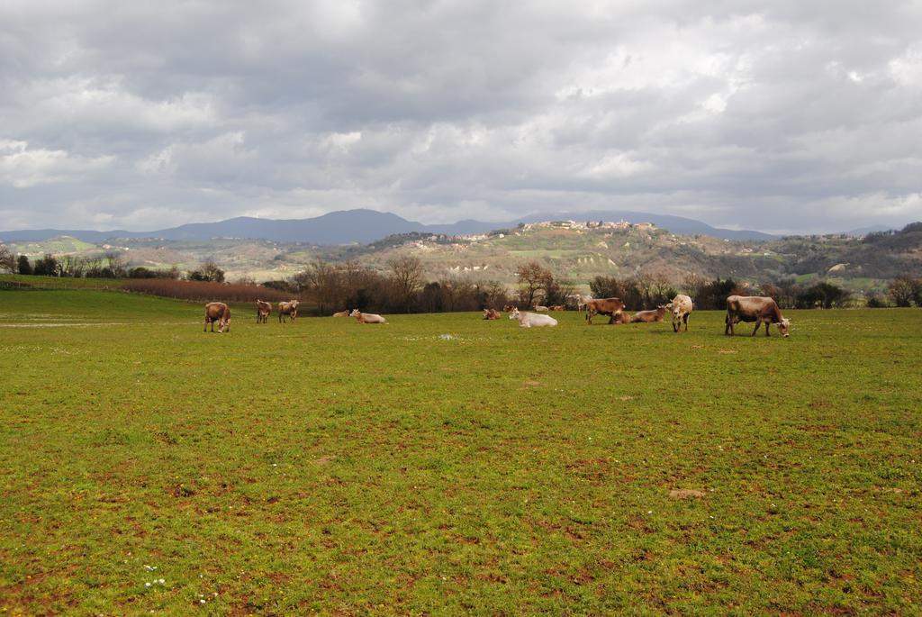 Fattoria Lucciano Borghetto (Lazio) Exterior foto