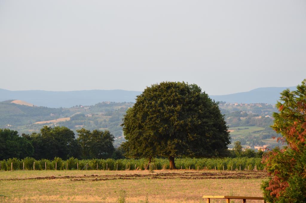 Fattoria Lucciano Borghetto (Lazio) Quarto foto