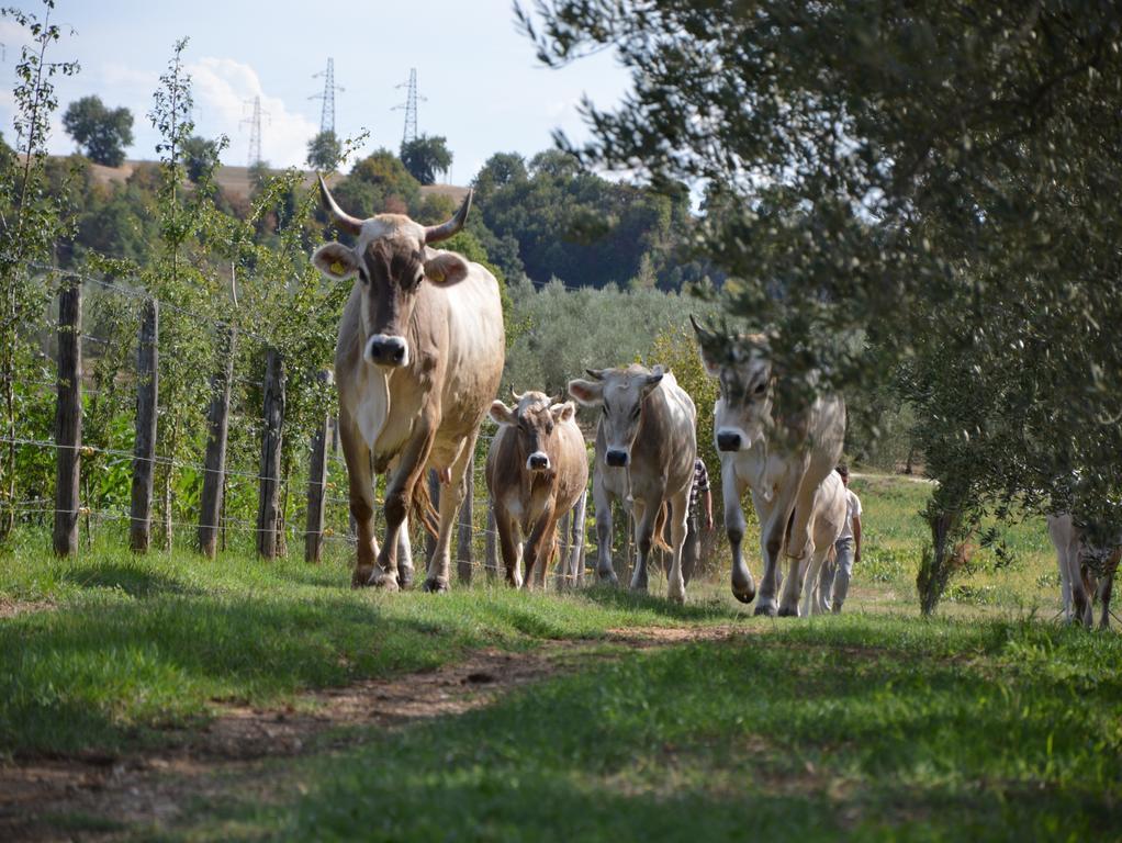 Fattoria Lucciano Borghetto (Lazio) Exterior foto